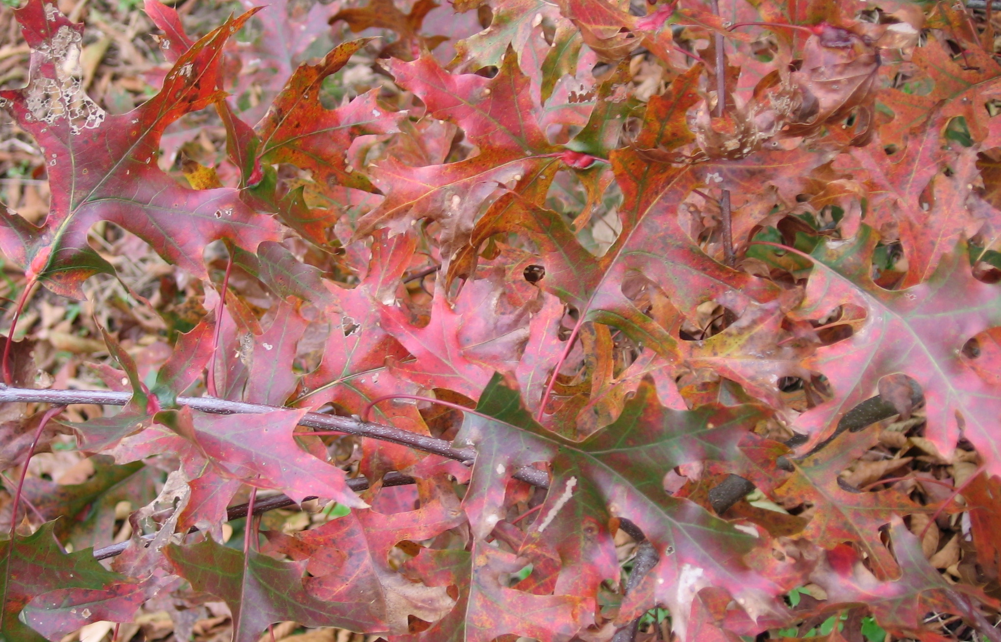 Scarlet oak fall foliage pic